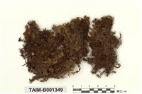 藏品(毛葉泥炭苔)的圖片